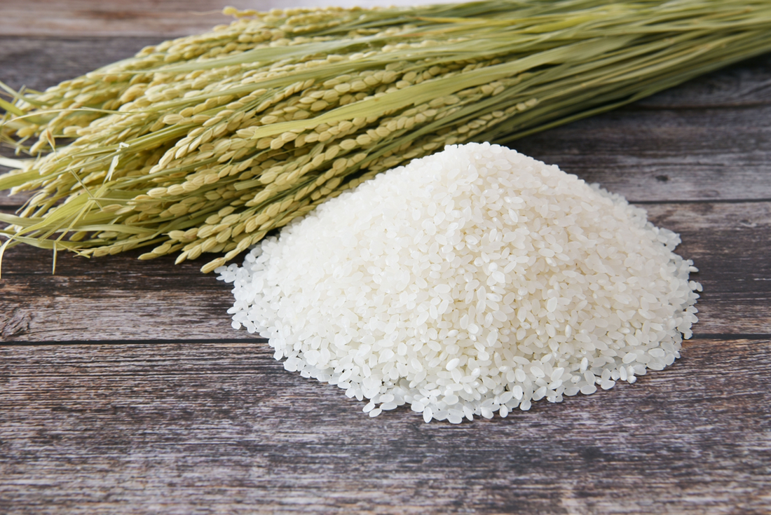 令和7年度産特別栽培米コシヒカリの販売を開始します。