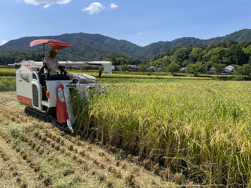 主食米の稲刈り完了