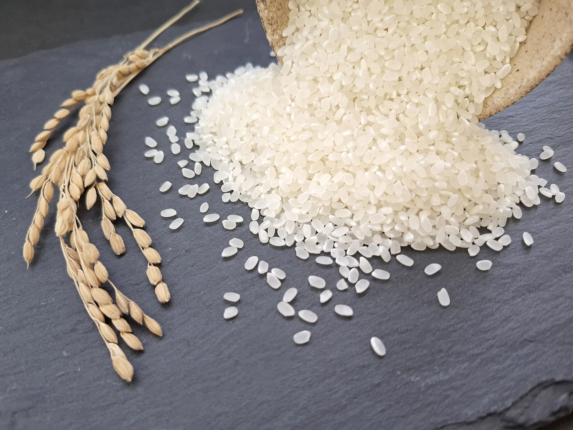 【定期便】特別栽培米 コシヒカリ 4.5kg　白米